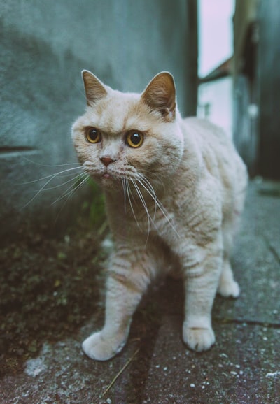 橙色的猫在建筑物之间行走